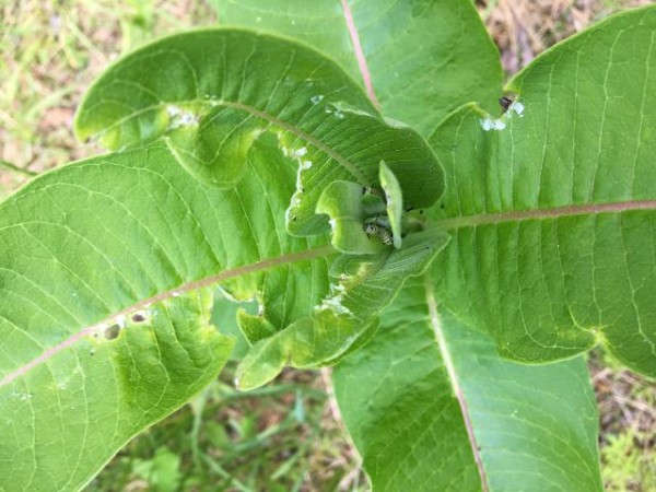 monarch eggs