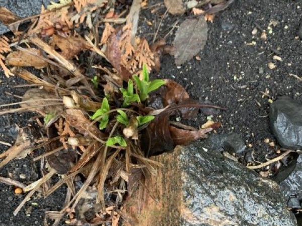 milkweed