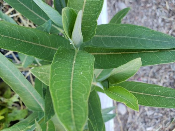 Monarch caterpillar