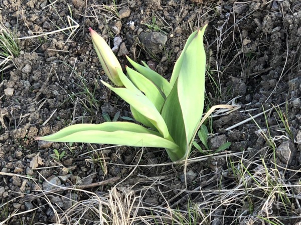 Tulip emerging in Alaska.