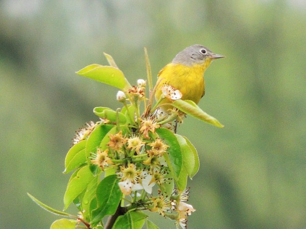 Nashville Warbler