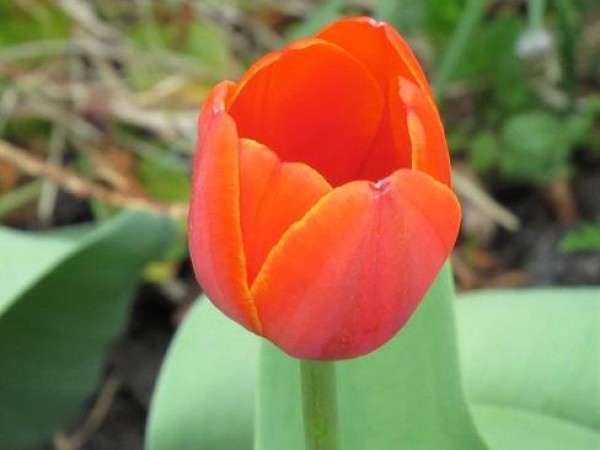 Tulip blooming in Maine.