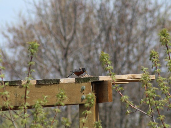 Robin feeding young.