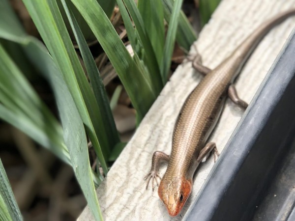 Broad-headed Skink