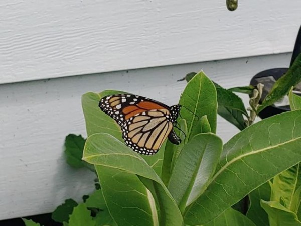 monarch first arrival