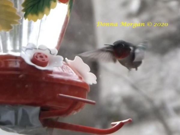 Ruby throated hummingbird