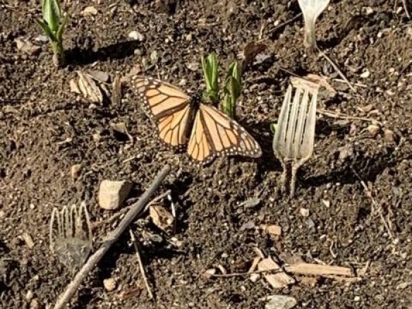 monarch eggs