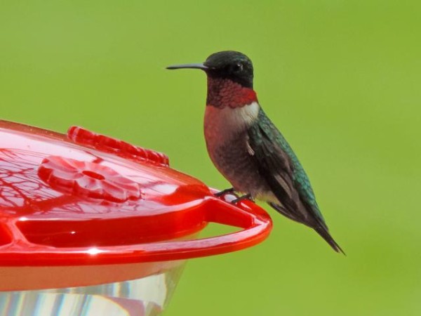 Ruby throated hummingbird