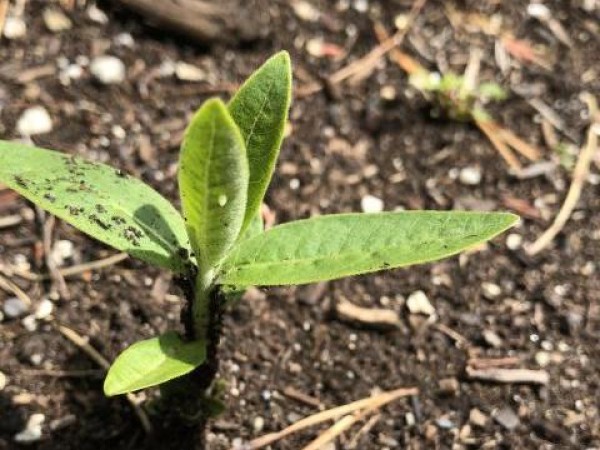 monarch eggs