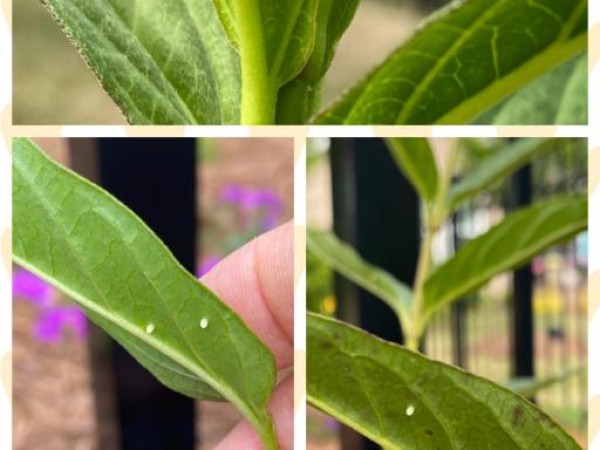 milkweed and eggs