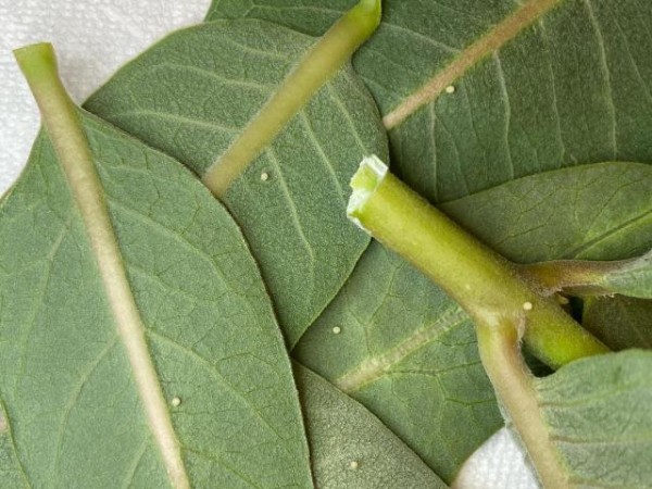 monarch eggs