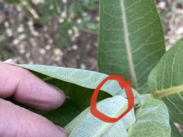 monarch eggs