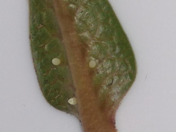 monarch eggs