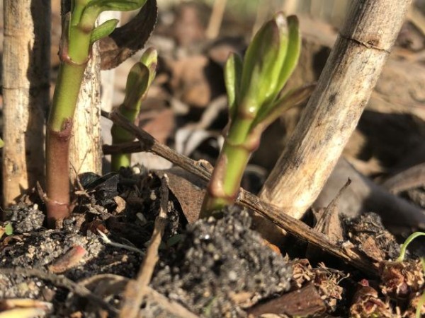 milkweed