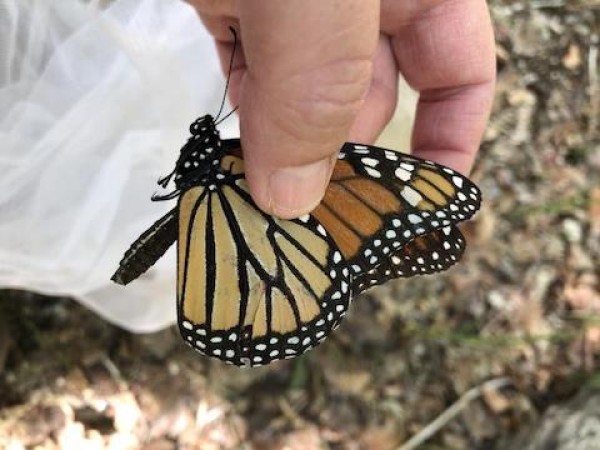 monarch