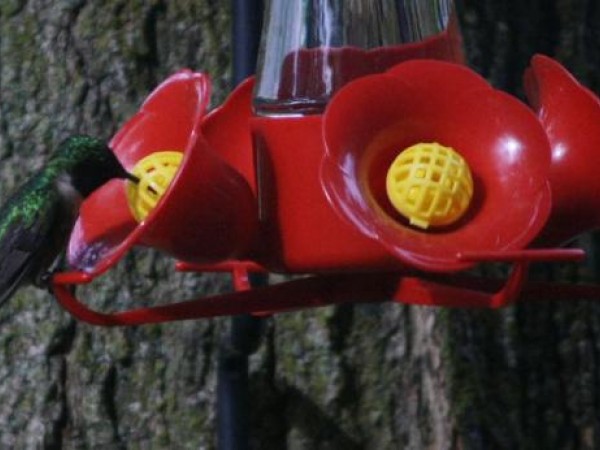 Ruby throated hummingbird