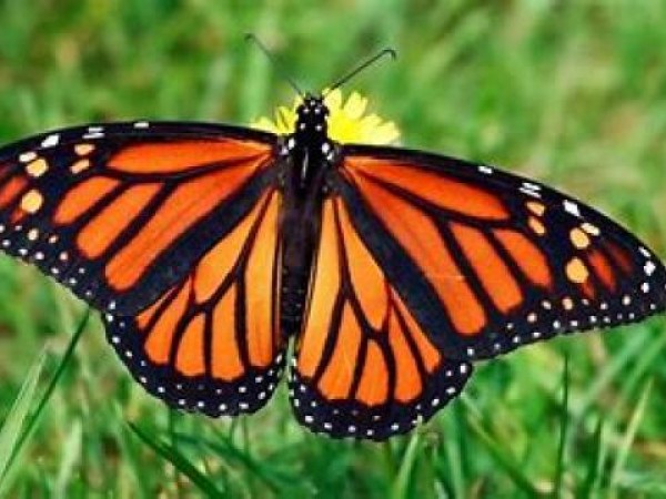 monarch