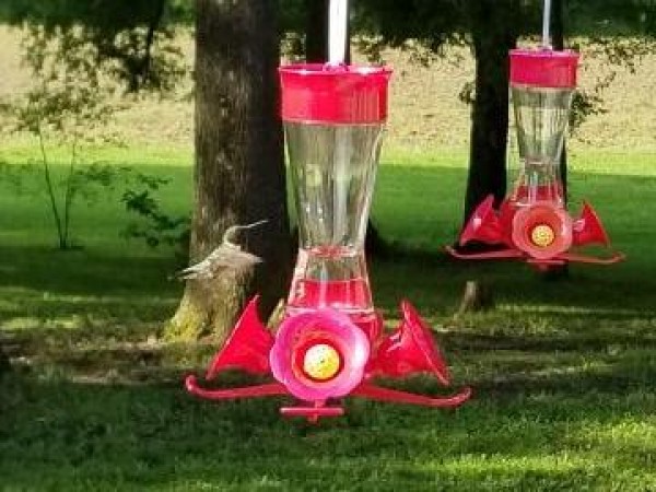 Ruby throated hummingbird