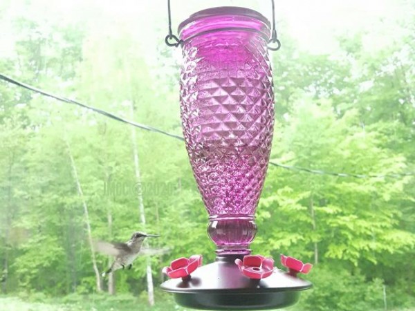 Ruby throated hummingbird