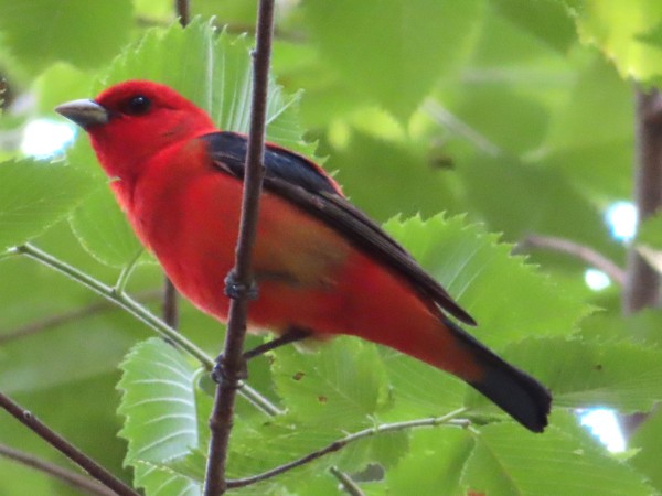 Scarlet Tanager