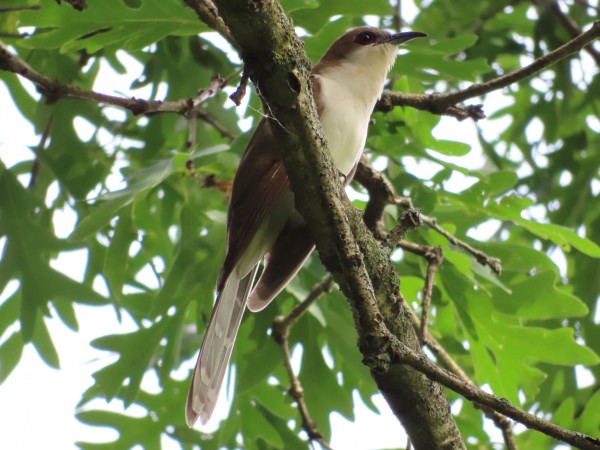 Black-billed Cuckoo