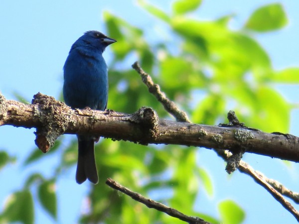 indigo bunting