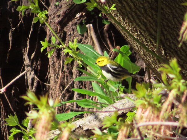 Black-throated Green Warbler