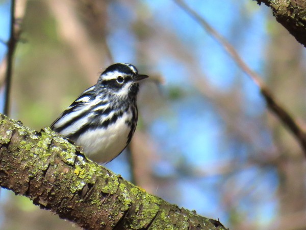 Black-and-white Warbler