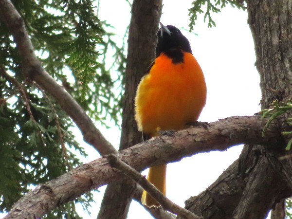 Male Baltimore Oriole