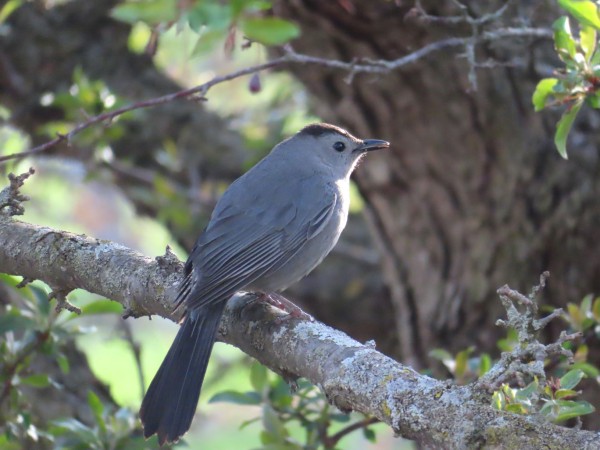 Gray Catbird