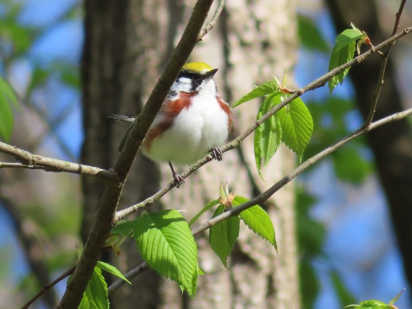 Chestnut-sided Warbler