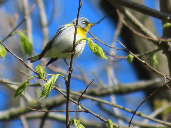 Northern Parula