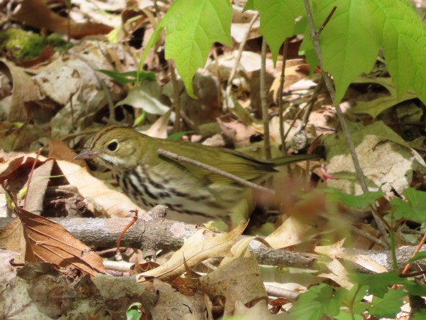 Ovenbird