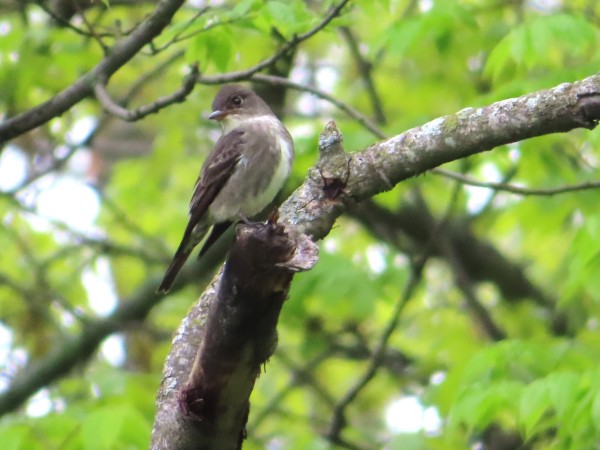 Olive-sided Flycatcher