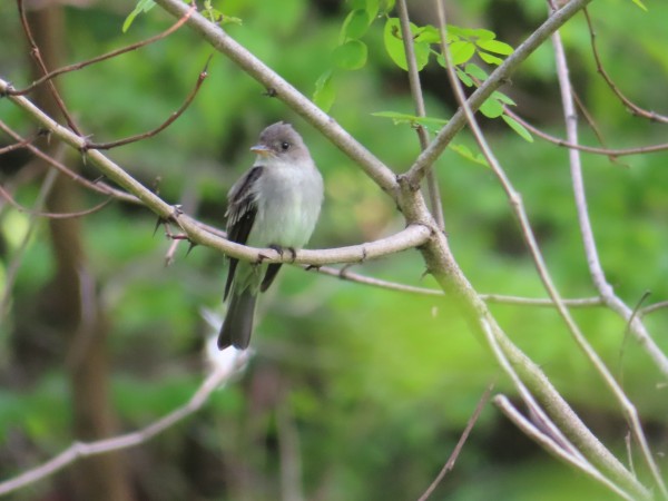 Eastern Wood Pewee