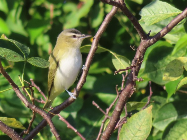 Red-eyed Vireo