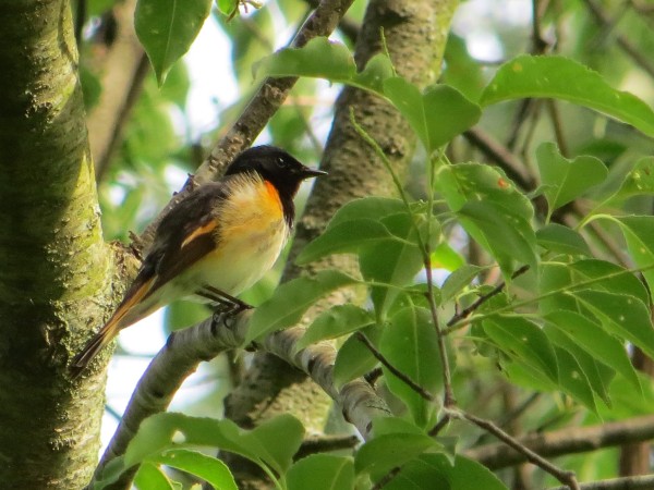 Male American Redstart