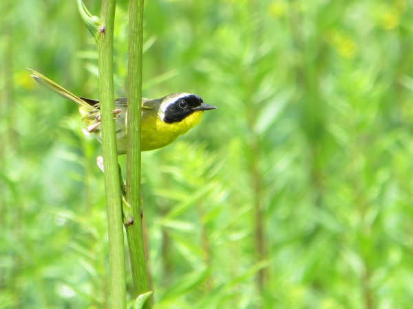 common yellow throat