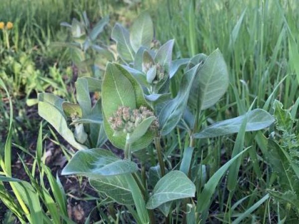 milkweed