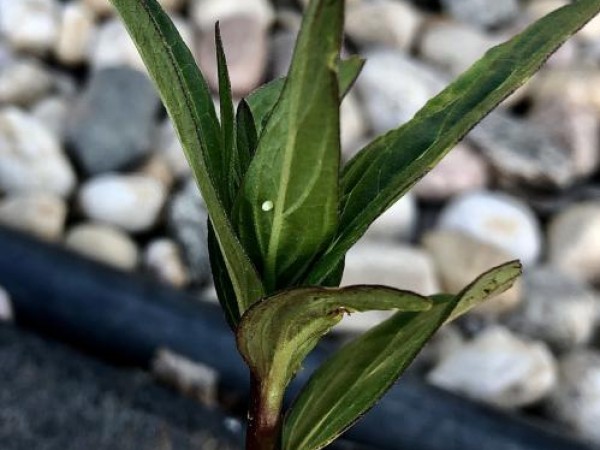 monarch eggs