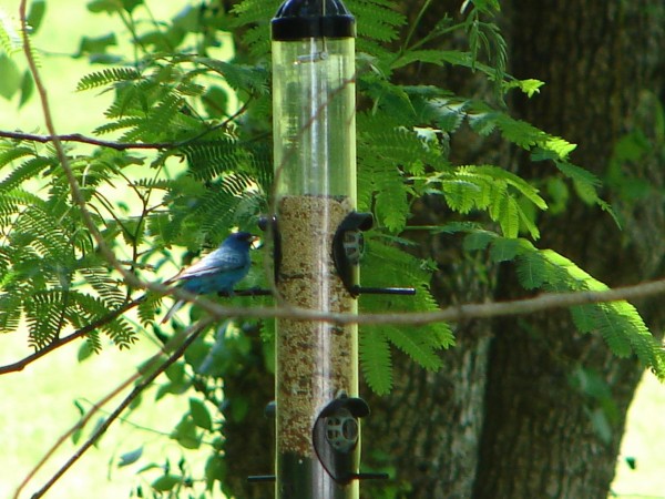 Indigo Bunting.