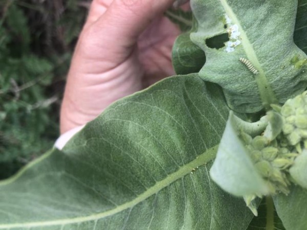 monarch eggs