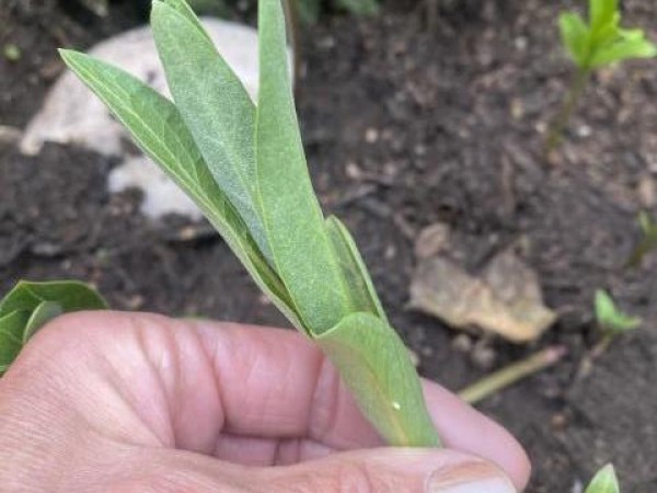 monarch eggs