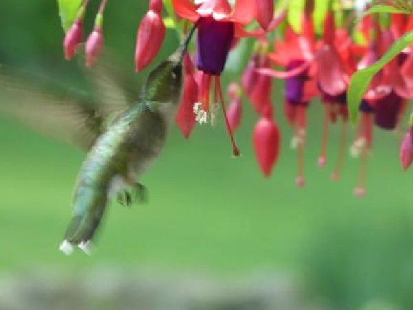 Ruby throated hummingbird