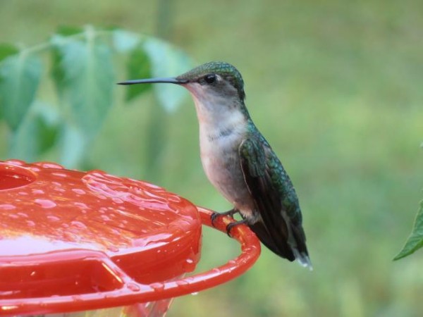 Ruby throated hummingbird