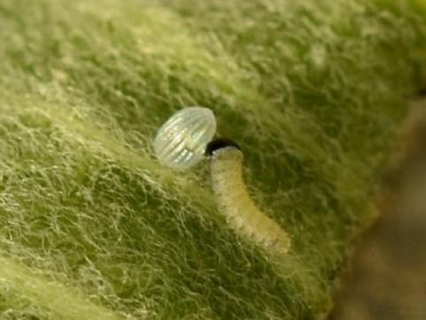 monarch eggs