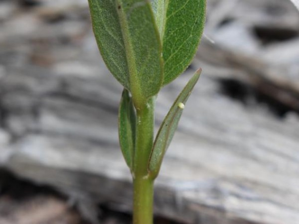 monarch eggs