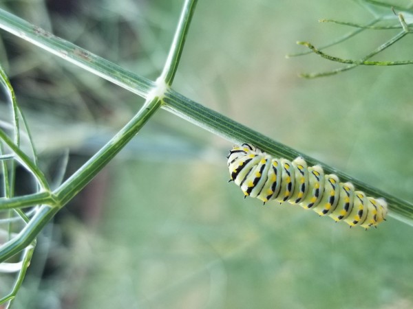 Black Swallowtail Caterpillar