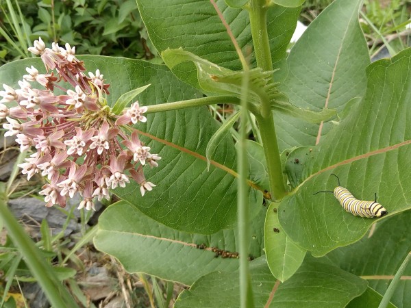 Monarch caterpillar.