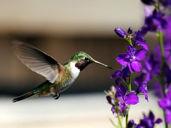 Broad-tailed Hummingbird.